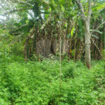 Terreno à venda em Vila Moraes, Mogi das Cruzes, SP