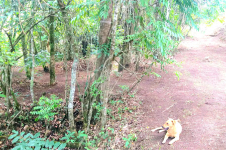 Sítio à venda no Centro, Monte Sião, MG