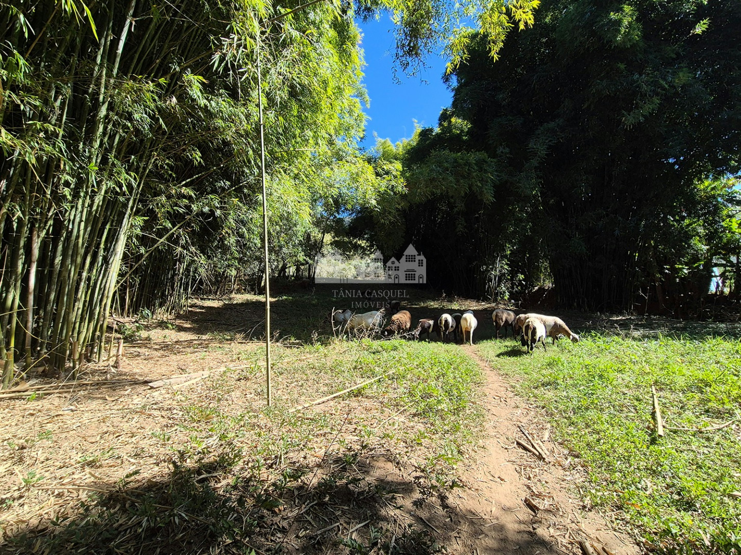 Sítio, 7 quartos, 17 hectares - Foto 8