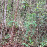 Terreno à venda no condomínio Alpes da Cantareira, Mairiporã - SP