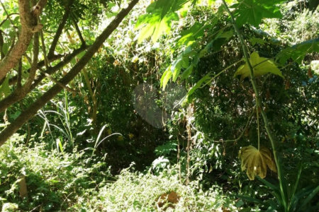 Terreno à venda em Tucuruvi, São Paulo, SP