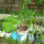 Terreno à venda em Parque dos Cafezais III, Itupeva, SP