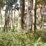 Terreno à venda em Luiz Fagundes, Mairiporã, SP