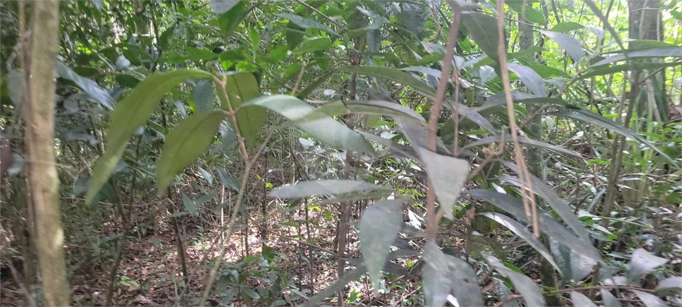 Terreno à venda em Mantiqueira, Mairiporã, SP