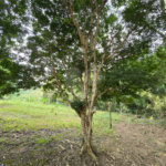 Sítio à venda com 6 quartos, sendo 5 suítes, em Área Rural de Itapetininga, Itapetininga, SP