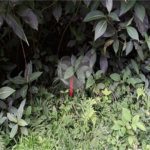 Terreno à venda no condomínio Parque Suiça, Caieiras - SP