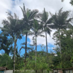 Chácara à venda com 4 quartos em Aguapeú, Itanhaém, SP