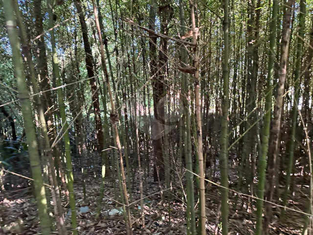 Terreno à venda em Serra da Cantareira, Mairiporã, SP