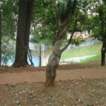 Sobrado à venda com 3 quartos, sendo 2 suítes,  em Mandaqui, São Paulo, SP