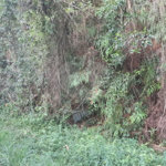 Terreno à venda no condomínio Associação Reserva das Hortênsias, Mairiporã - SP