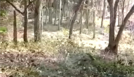 Terreno à venda em Luiz Fagundes, Mairiporã, SP