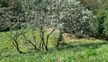 Terreno à venda em Bosque, Vinhedo, SP