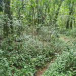 Terreno à venda em Caraguatá, Mairiporã, SP