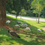 Terreno à venda no condomínio Golden Park Residence, Sorocaba - SP