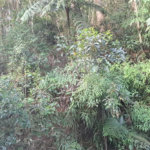 Terreno à venda no condomínio Associação Reserva das Hortênsias, Mairiporã - SP