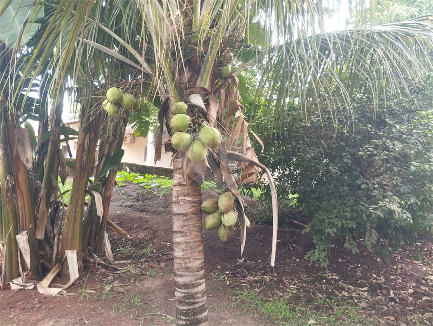 Chácara à venda com 3 quartos, sendo 1 suíte, em Chácara Flora Araraquara, Araraquara, SP