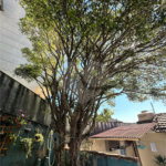 Casa à venda com 2 quartos em Freguesia do Ó, São Paulo, SP
