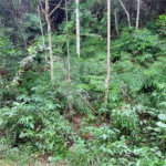 Terreno à venda no condomínio Sausalito, Mairiporã - SP