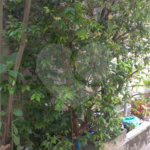 Casa à venda com 3 quartos, sendo 1 suíte, em Pirituba, São Paulo, SP