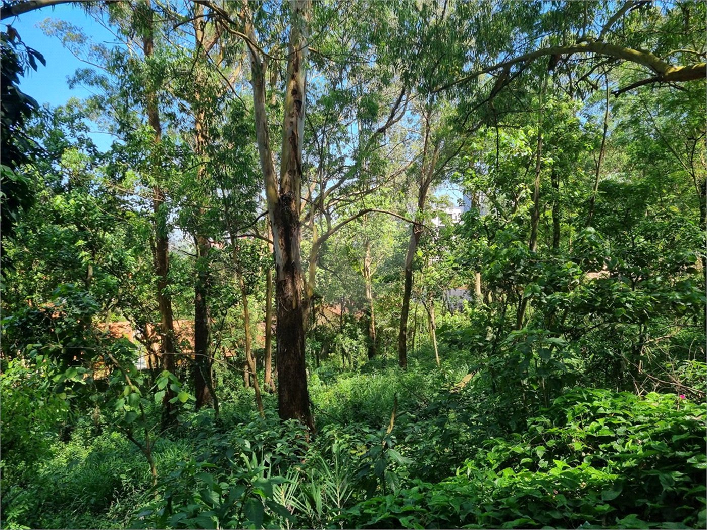 Terreno à venda no condomínio Horto do Ypê, São Paulo - SP