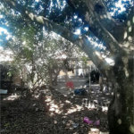 Casa térrea para Jardim Bandeirantes.