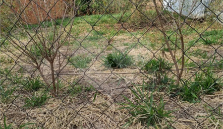 Terreno à venda em Residencial Samambaia, São Carlos, SP