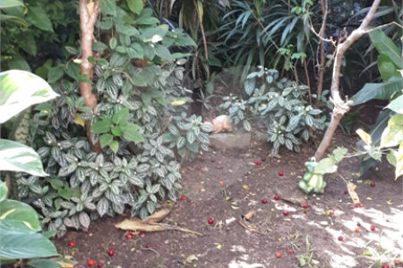 Sobrado à venda com 3 quartos em Parque Casa de Pedra, São Paulo, SP