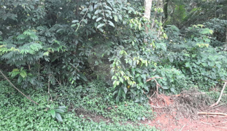 Terreno à venda em Roseira, Mairiporã, SP
