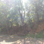 Terreno à venda com 1 suíte em Jardim São Bento do Recreio, Valinhos, SP