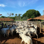 Fazenda à venda com 2 quartos em Canabrava, João Pinheiro, MG