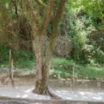 Terreno à venda ou para alugar no Centro, Atibaia, SP