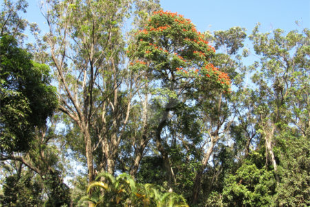 Terreno à venda no condomínio Chácara Flora, São Paulo - SP