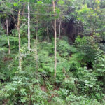 Terreno à venda no condomínio Sausalito, Mairiporã - SP