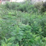 Terreno à venda em Imirim, São Paulo, SP