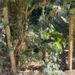Terreno à venda em Luiz Fagundes, Mairiporã, SP