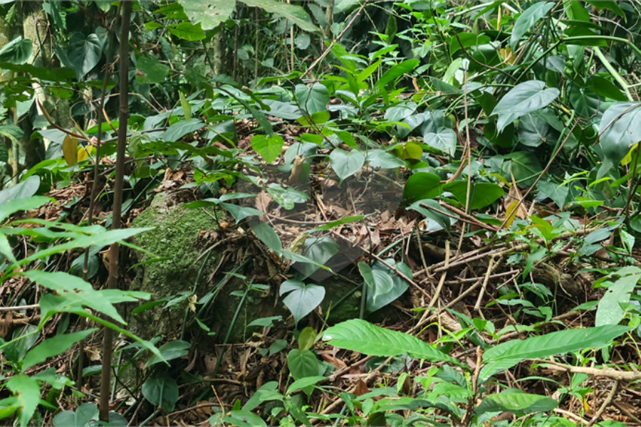 Terreno à venda em Caraguatá, Mairiporã, SP