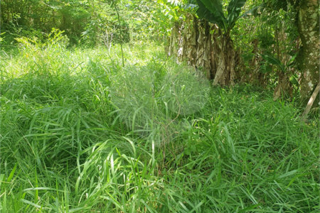 Terreno à venda em Vila Moraes, Mogi das Cruzes, SP
