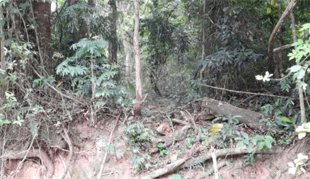 Terreno à venda em Roseira, Mairiporã, SP