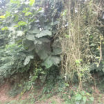Terreno à venda em Mantiqueira, Mairiporã, SP