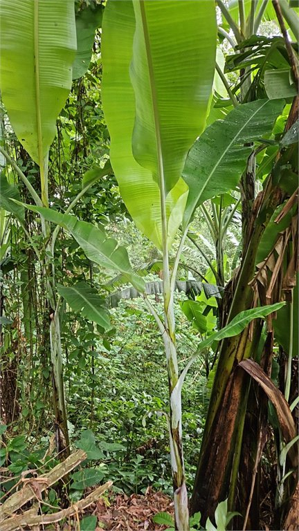 Terreno à venda em Vila Albertina, São Paulo, SP
