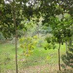 Terreno à venda no condomínio Fazenda Alta Vista, Salto de Pirapora - SP
