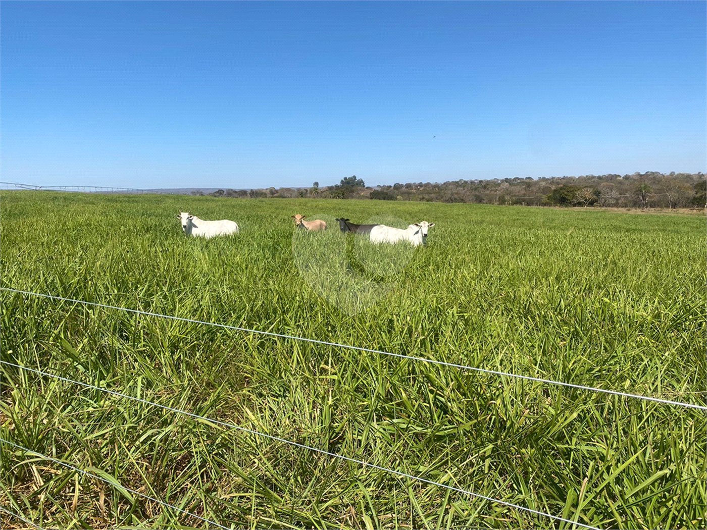 Fazenda à venda com 2 quartos em Canabrava, João Pinheiro, MG