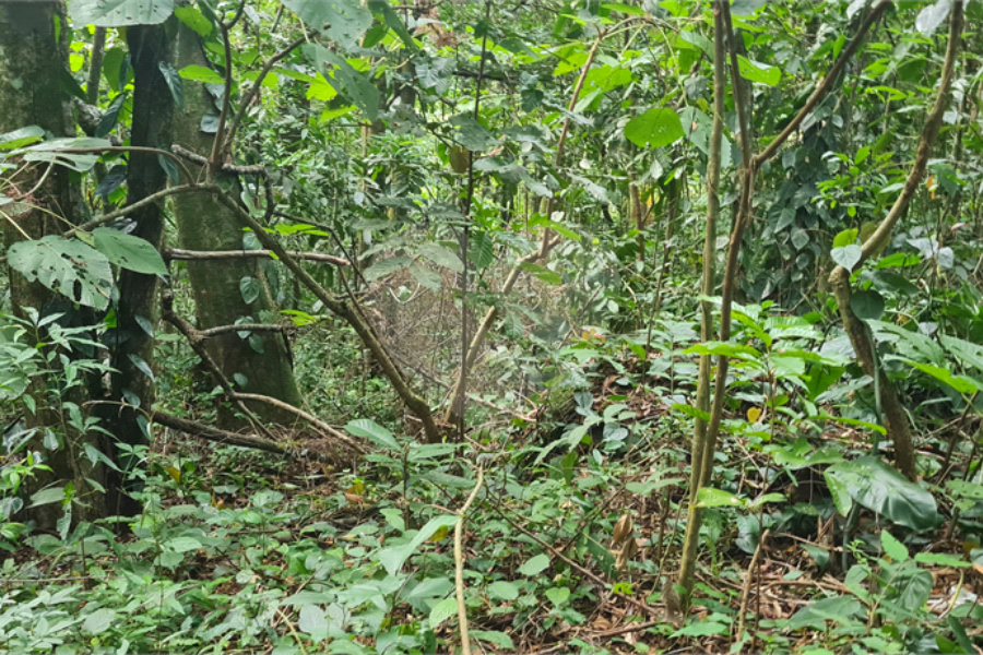 Terreno à venda em Caraguatá, Mairiporã, SP