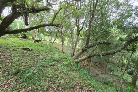 Sítio à venda com 6 quartos, sendo 5 suítes, em Área Rural de Itapetininga, Itapetininga, SP