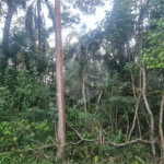 Condomínio à venda em Serra da Cantareira, Mairiporã, SP