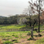 Fazenda à venda com 2 quartos em City Castello, Itu, SP
