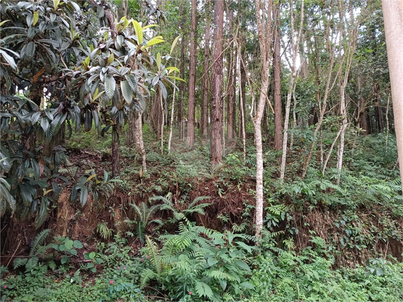 Terreno à venda no Centro (mailasqui), São Roque, SP