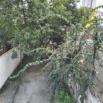 Casa Comercial para locação, Vila Belmiro, Santos - CA0399.