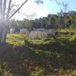 Sítio à venda com 2 quartos no Centro, Descalvado, SP