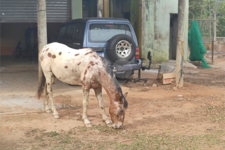 Sítio à venda com 3 quartos, sendo 2 suítes,  em Cachoeira, Atibaia, SP